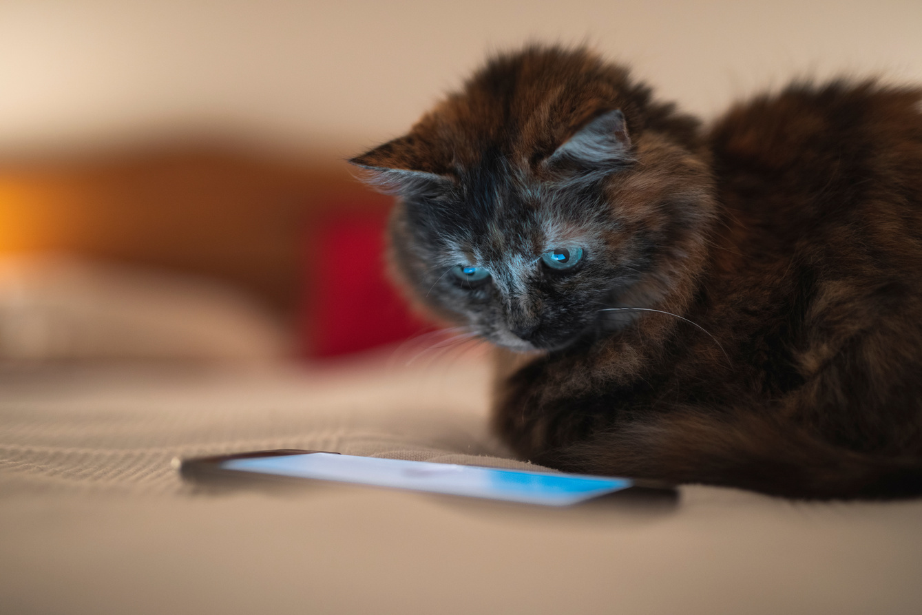 Cat watching a video on the phone