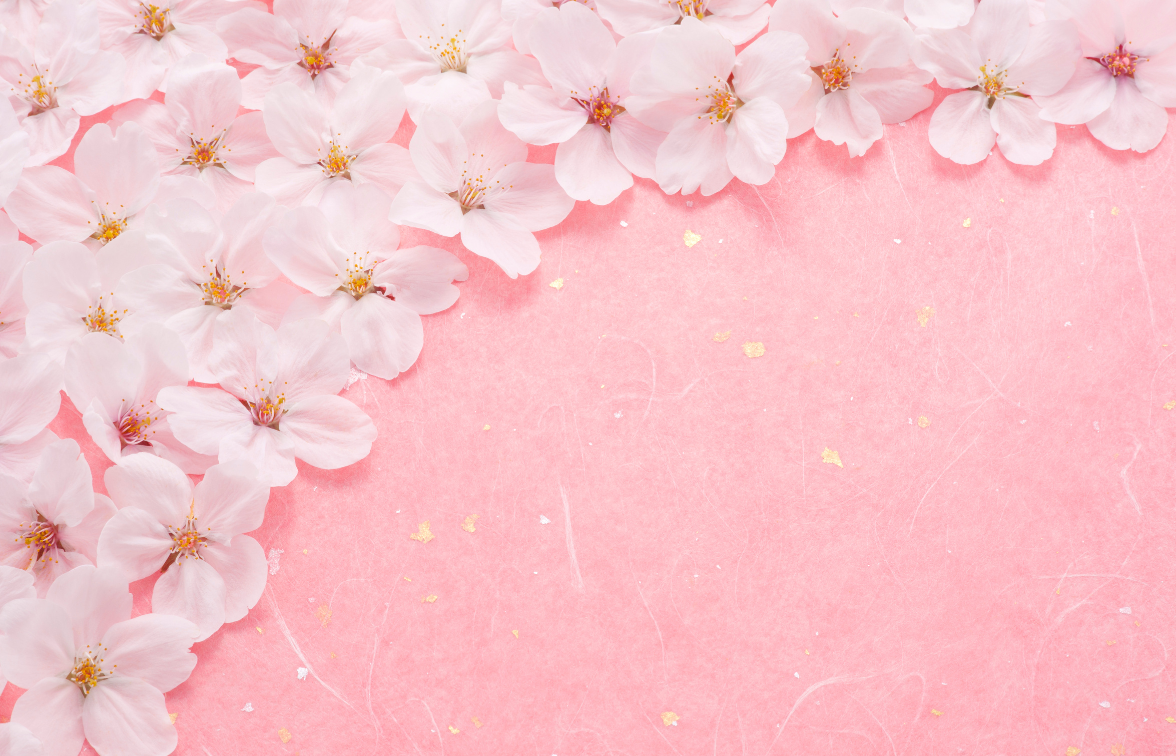 Cherry blossom on pink background
